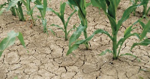 Drought Resistant