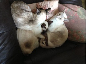 Cats In Couch