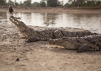 Bazoule crocodile/Photo credit: eNCA