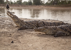 Bazoule crocodile/Photo credit: eNCA