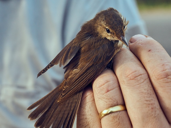 The tiny bird that flew from Keta to Sourbrodt, Belgium