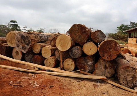 Exporters of timber and timber products would have to meet certain criteria for FLEGT licenses