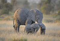 Mother elephant plays with its little ones.