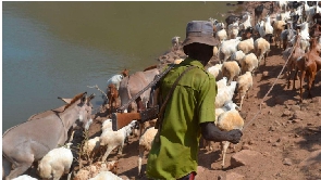 An armed herder in Turkana West, Kenya escorting his livestock