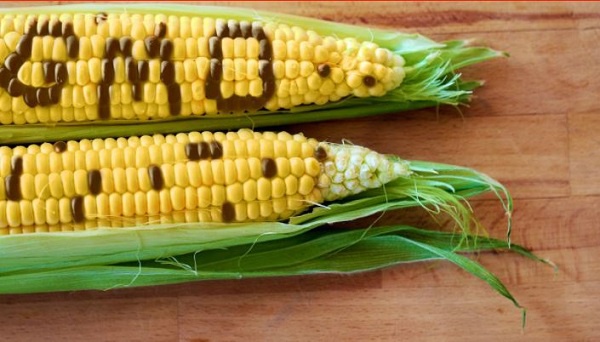Photo of a Genetically Modified Organism maize