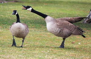 Geese were used by slave masters to detect enemy presence at the Fort Amsterdam