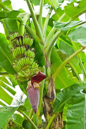 Banana Plant 54