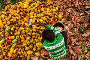 Cocoa Child Labour.jpeg