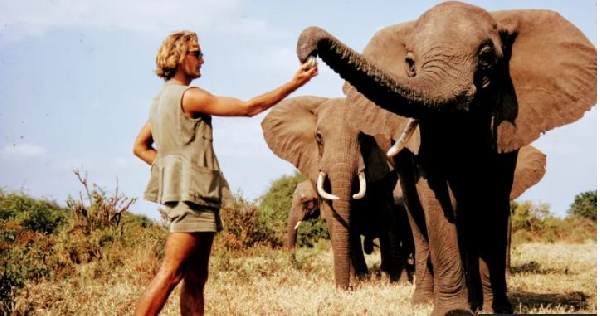 Douglas-Hamilton spent his life studying and campaigning to protect African elephants