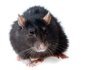 Lasser Fever is mainly tranmitted through rodents and has killed close to 300 people in Nigeria