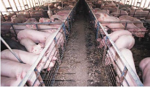Swine Fever Pigs