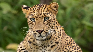 Leopards normally lurk in rocky areas or dense riverine bush