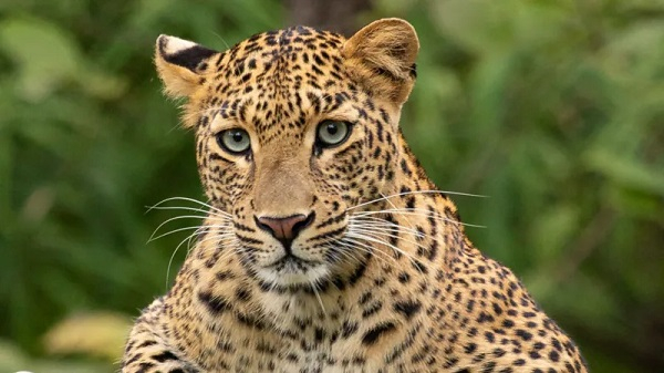 Leopards normally lurk in rocky areas or dense riverine bush