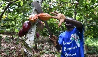 A cocoa farmer working on his crop
