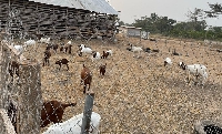Goats in a pen