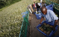 Some workers harvesting the matured fruits from the farms
