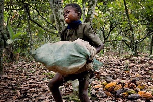 Cocoa Farmers Child Labour 2