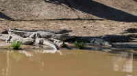 Recaptured crocodiles back safely on the farm they escaped from, at Pontdrif, South Africa