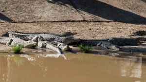 Recaptured crocodiles back safely on the farm they escaped from, at Pontdrif, South Africa