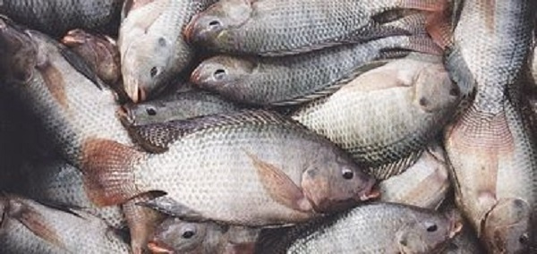 Ghana currently produces 40 percent of fishes whiles the rest is imported