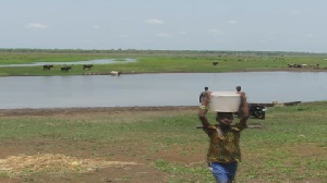 Residents of the community have to share water they use for domestic purposes with cattle, reptiles