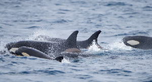Killer whales are a common sight for fishermen where the Atlantic Ocean meets the Mediterranean Sea