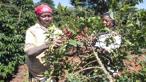 Coffee Farmers 99
