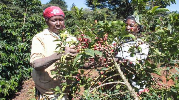 Women picking coffee at a farm