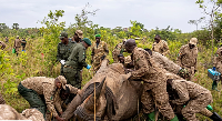 Rangers prepare a rhinoceros for transport from the Ziwa Rhino Sanctuary to Kidepo Valley