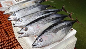 Tuna fishery is one of the most important fishery sectors in the country