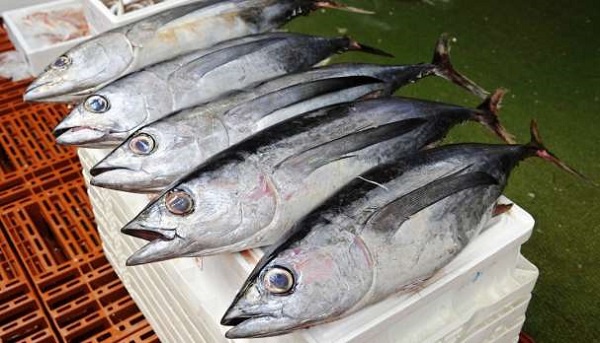 File photo of Tuna fish