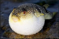 File image: A lot more people are receiving treatment after consuming the pufferfish