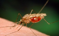 Malaria prevention practices like distribution of treated nets and insecticides should be promoted