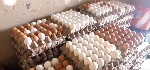 Eggs are being smuggled from Côte d'Ivoire into Ghana - Poultry Farmers
