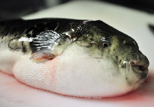 Deadly blowfish (or Fugu)
