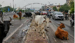 Photo of stray anaimals