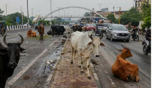 Photo of stray anaimals
