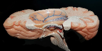 A map of the human brain - an organ containing some 86 billion neurons