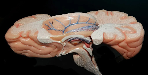 A map of the human brain - an organ containing some 86 billion neurons