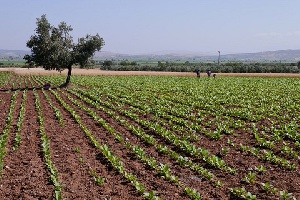 File photo of a fertile land