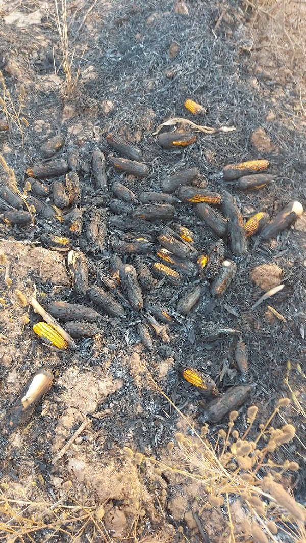 According to the MCE, over forty acres of his maize farmland have been ravaged by wildfire