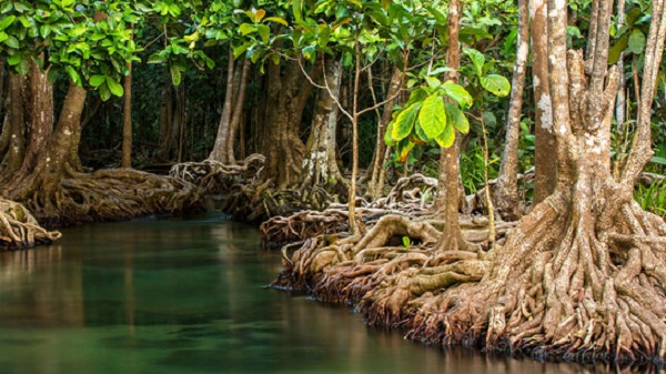 ghana-protects-mangroves