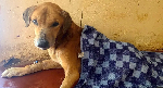 Dozens of dogs rescued and suspect arrested in Uganda after BBC investigation