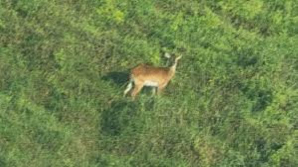 The picture of the Upemba Lechwe was taken through the window of an aeroplane during a survey