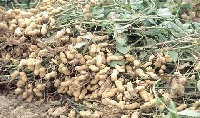 Groundnut varieties introduced in the Northern, Upper East and Upper West regions