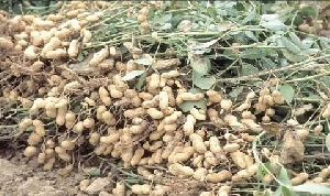 Groundnut varieties introduced in the Northern, Upper East and Upper West regions