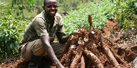 File photo of cassava farmers