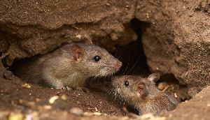 Lassa fever is spread by infected rats