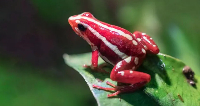 Epibatidine, which can be secreted by Anthony's poison arrow frog onto its skin