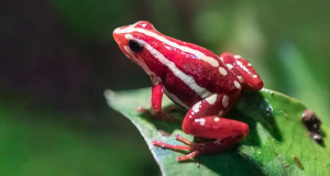 Epibatidine, which can be secreted by Anthony's poison arrow frog onto its skin